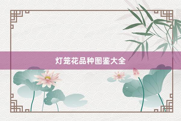 灯笼花品种图鉴大全